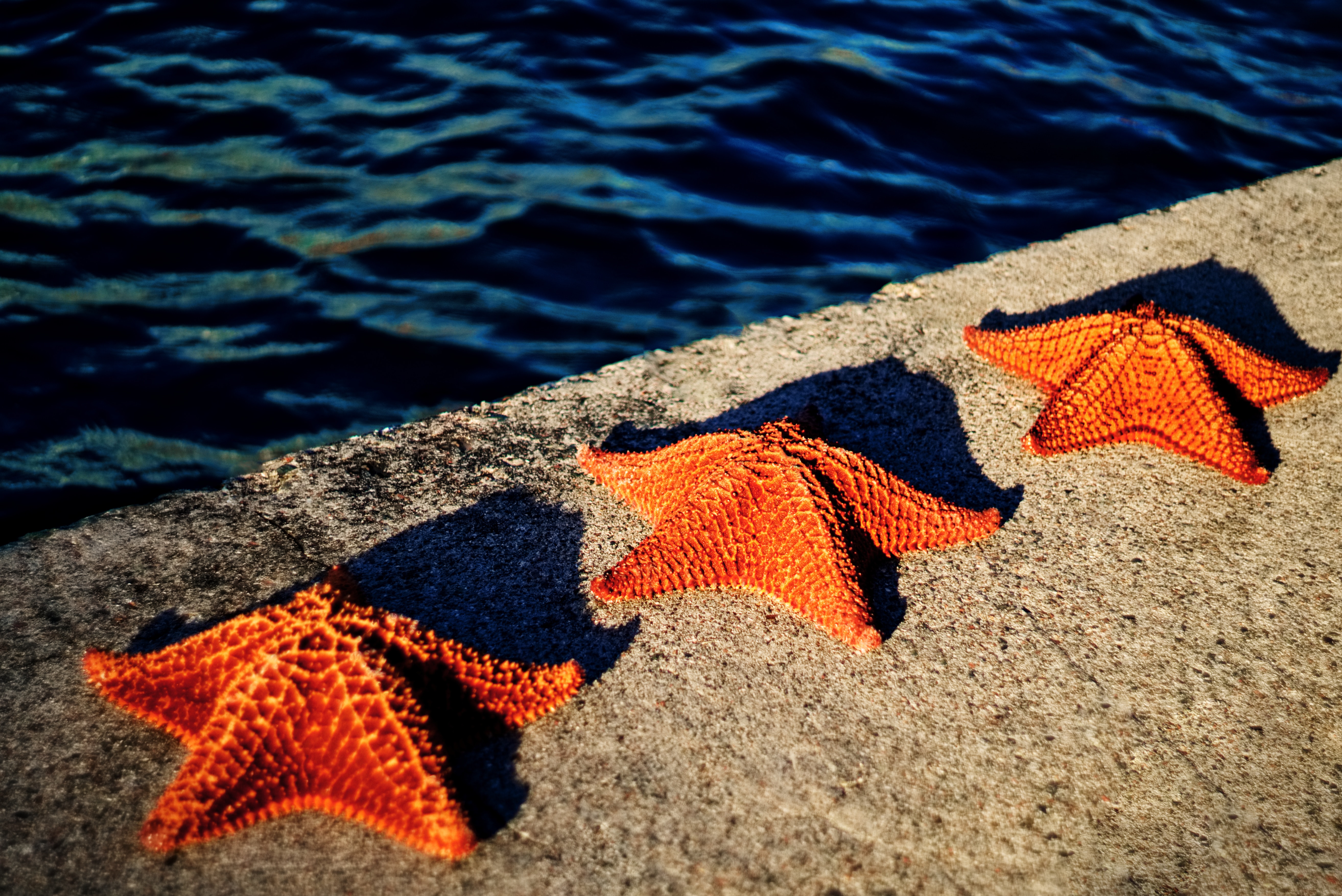 22 Marisa Johnson and her Starfish